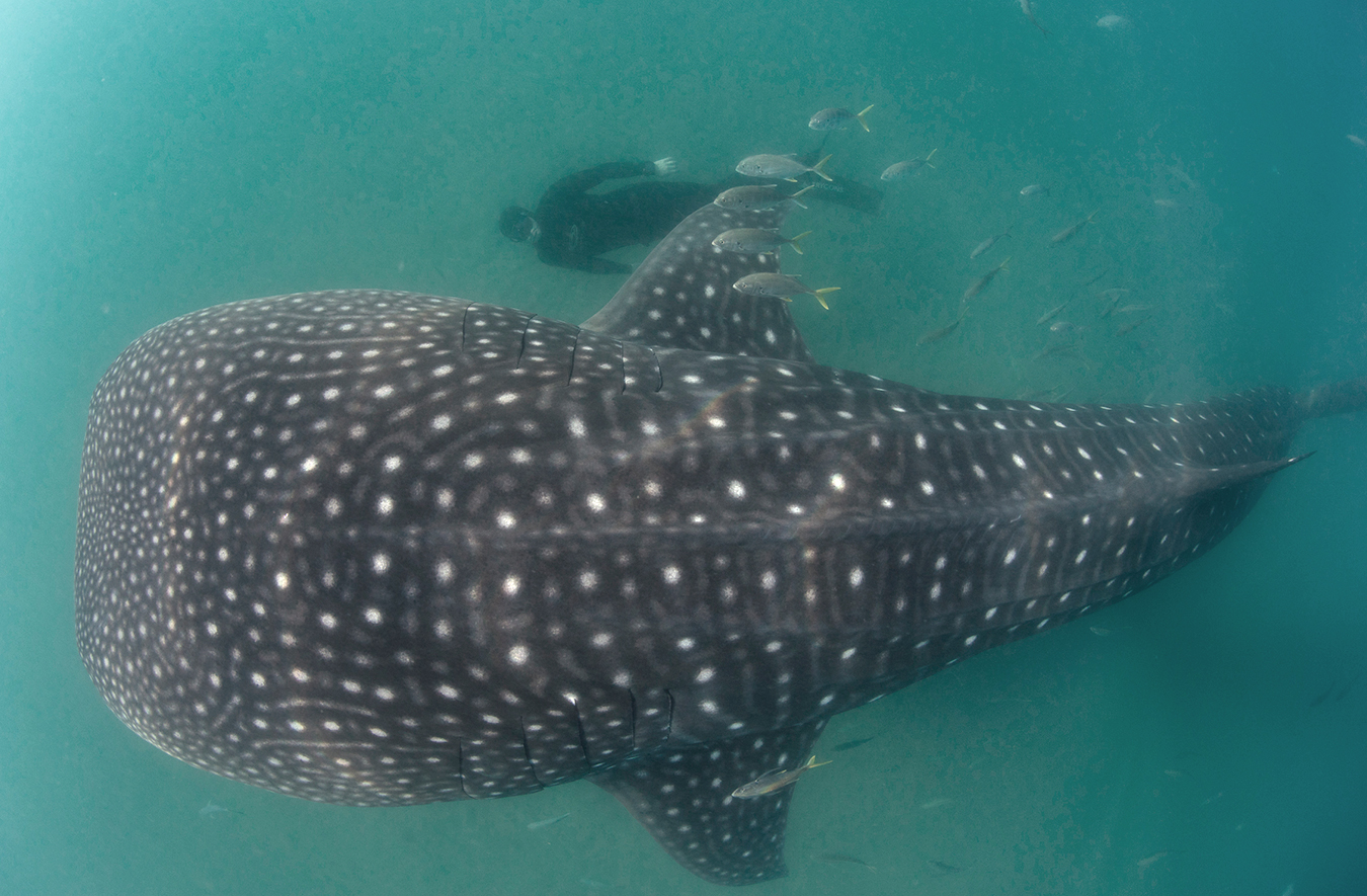 Diving with William Winram in La Paz, Mexico's image