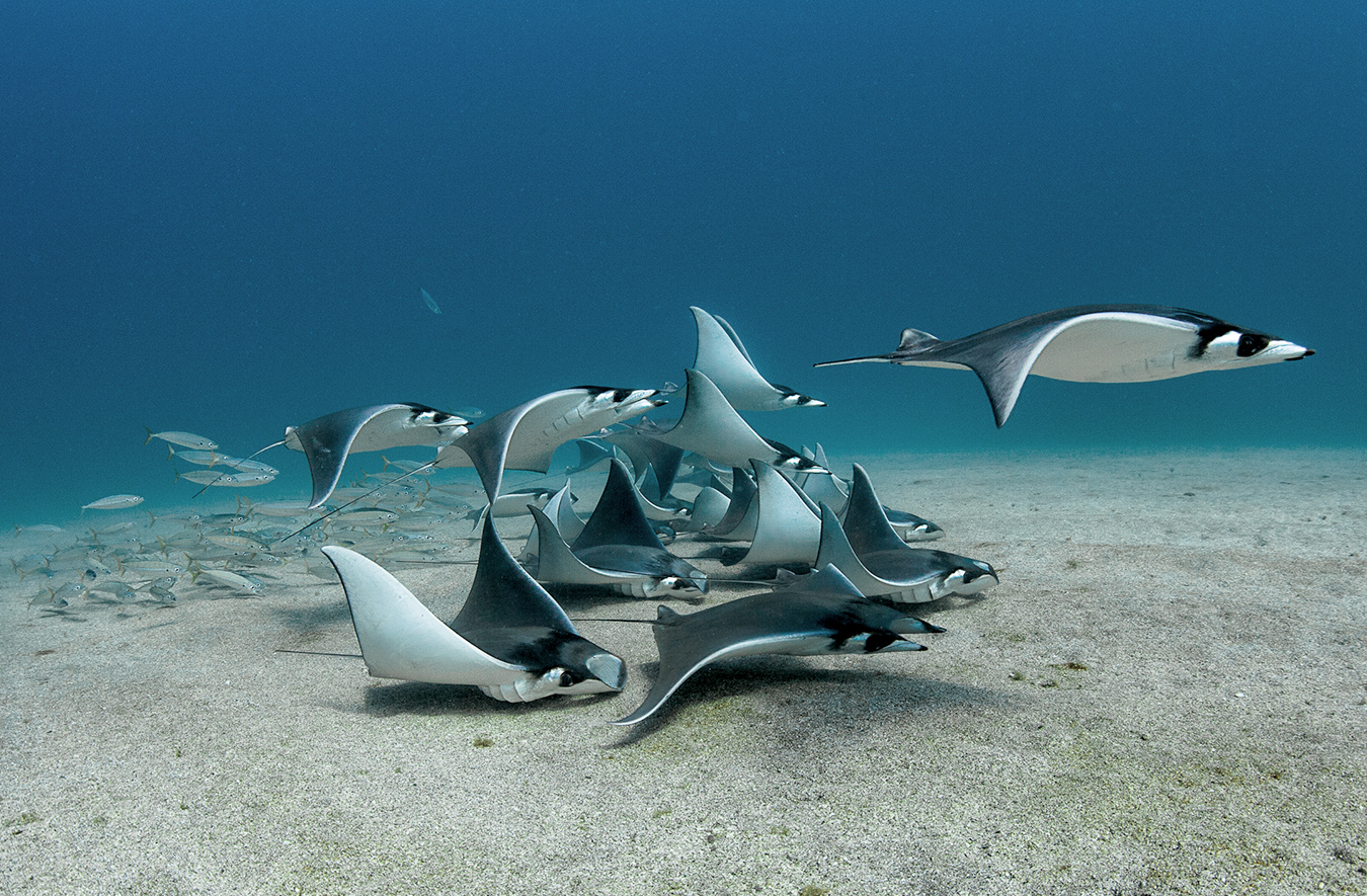 Diving with William Winram in Vamizi Island, Mozambique's image